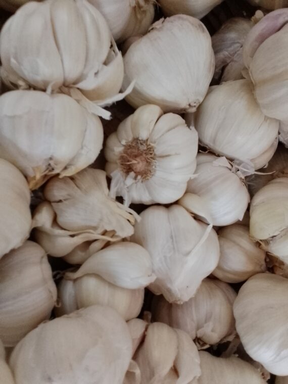 Garlic